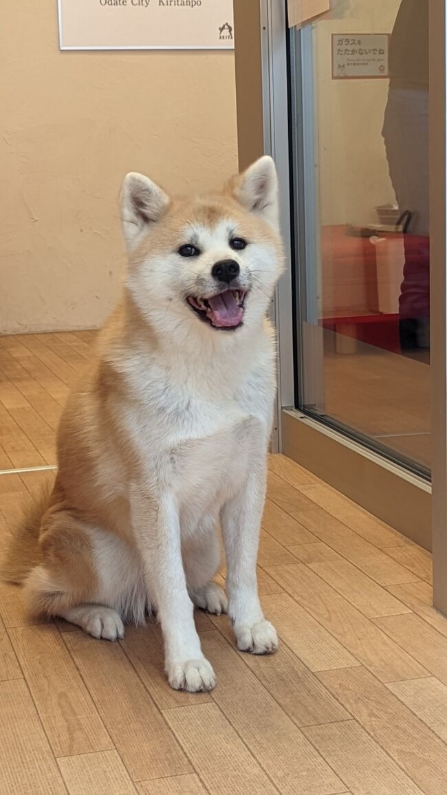 秋田犬となまはげと日本酒