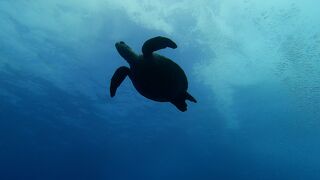 2021夏　小笠原諸島２　小笠原のダイビング