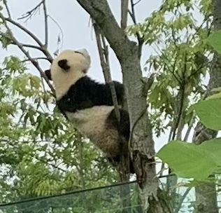 2022年5月某日、上野動物園の双子パンダ、シャオシャオとレイレイの観覧チケットが当選したので、観に行くことに。<br /><br />パンダ観覧の後はレッサーパンダやらゾウやら一通り観覧。<br /><br />その後、国立西洋美術館のリニューアルオープン記念の展示会を見て銀座に移動。<br /><br />銀座三越の三笠会館で久しぶりに美味しい食事を頂き、無事帰宅。<br /><br />こうして思い返すと、<br />観覧日当日の朝、人生初のギックリ腰で、痛みが引かないまま歩き回ったとは思えない予定のこなし方。<br /><br />当日の詳細はこちら↓<br />https://konasutravel.hatenablog.com/entry/2022/09/10/142208<br /><br /><br /><br /><br /><br /><br /><br /><br />