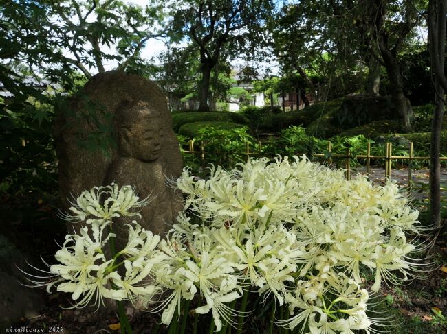 太田市「常楽寺」のホームページには、時季になると、季節の花の開花情報が掲載されます。<br />9月5日には「蓮池手前の早咲き｢彼岸花｣は満開になりました。」と書かれていたので、翌日（６日）見に行きました。前回訪問（8月27日）から10日経っています。<br />白い彼岸花は、だいぶ咲き揃って、見頃継続中でした。赤い彼岸花（早咲き？）も花が増えていました。前回咲いていた花は既に枯れていて、花殻になっているところもあります。<br /><br />尚、本日（9月7日）の開花情報には、赤い（普通の）彼岸花の花芽が出始めた写真が、掲載されています。<br />