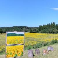 そばとひまわりの絶景を楽しむ