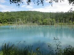 2022夏 北海道04：美瑛 青い池と「ぜるぶの丘」「ケンとメリーの木」「セブンスターの木」