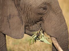 野生動物