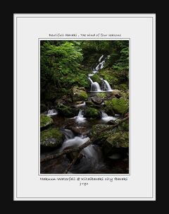 ◆深緑の北茨城猿ヶ城渓谷（落雲の滝＆千猿の滝）と野の花巡り