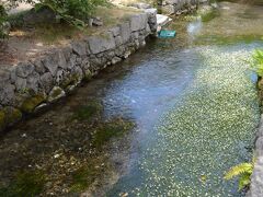 中山道の醒ヶ井宿は、街なかの清流に梅花藻が咲いています