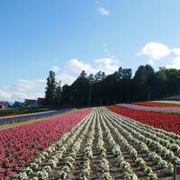HOKKAIDO LOVE! 6日間周遊パスで旅しよう！⑥　実は再訪の富良野でお花畑を巡ってみよう！