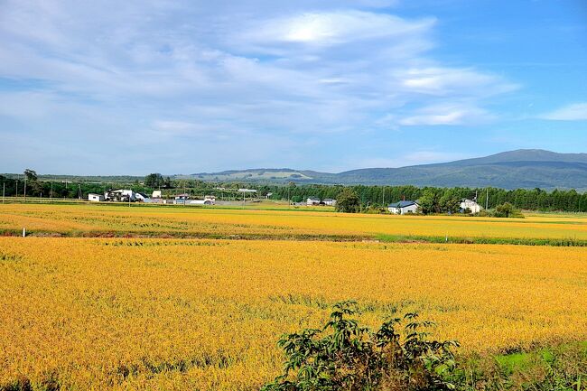 ２日目は留萌本線に乗るべく留萌へ。<br />単に留萌で折り返すだけというのも芸がないので、留萌まではバスで行って、留萌から深川への戻りのみJRを利用します。<br />（これだから廃止されてしまうのかもしれませんが。）<br /><br />お昼は留萌の人気店らしいの蛇の目寿司でいただきました。<br /><br />深川～滝川～富良野と普通列車で移動します。<br /><br />深川、滝川で各1時間ほどの待ちがあったので街をぶらついてみましたが、残念ながら見所は。。。