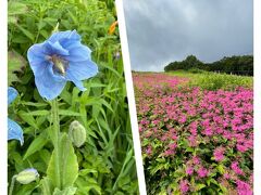 ③白馬五竜高山植物園へGO！目の覚めるような美しい「ヒマラヤの青いケシ」に感動しました♪