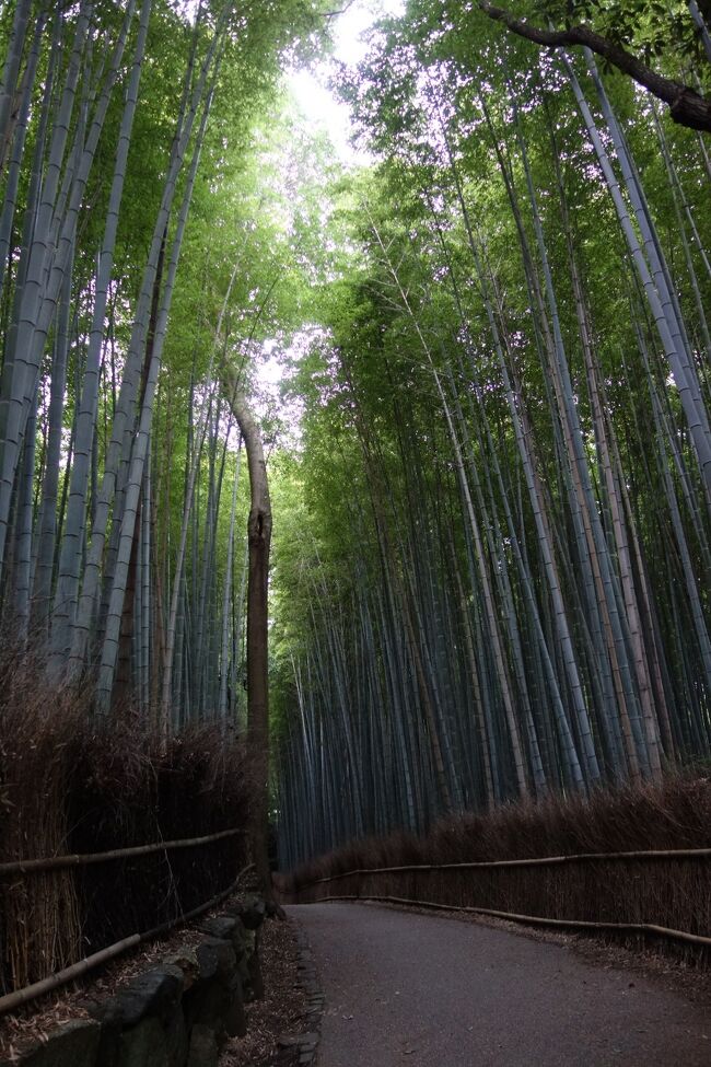 桂川を上流に少し歩き、嵐山公園へ<br />頂上展望台まで登って行き、竹林の小道を通り、野宮神社からJRの踏切まで行き、昨日行った天龍寺の前を通り、京福電鉄嵐山駅へ、嵐山駅を見学してホテルへと戻る。京都嵐山のさわやかな朝散歩でした。<br /><br />京都・滋賀の旅2022<br />1.京都　高瀬川・鴨川・白川を朝散歩<br />2.京都　金戎光明寺　三重塔（重要文化財）<br />3.近鉄観光特急「あをによし」で奈良へ<br />4.嵐山 天龍寺<br />5.翠嵐 ラグジュアリーコレクションホテル 京都<br />6.嵐山　竹林　朝散歩<br />7.法輪寺<br />8.近江八幡散策<br />9.總見寺三重塔（重要文化財）<br />10.安土城跡<br />11.草津宿と加山雄三ライブビューイング<br />12.苗村神社と善水寺<br />13.常楽寺三重塔（国宝）<br />14.長壽寺<br />15.観音寺と観音寺城<br />16.金剛輪寺三重塔（重要文化財）<br />17.西明寺三重塔（国宝）と本堂（国宝）<br />