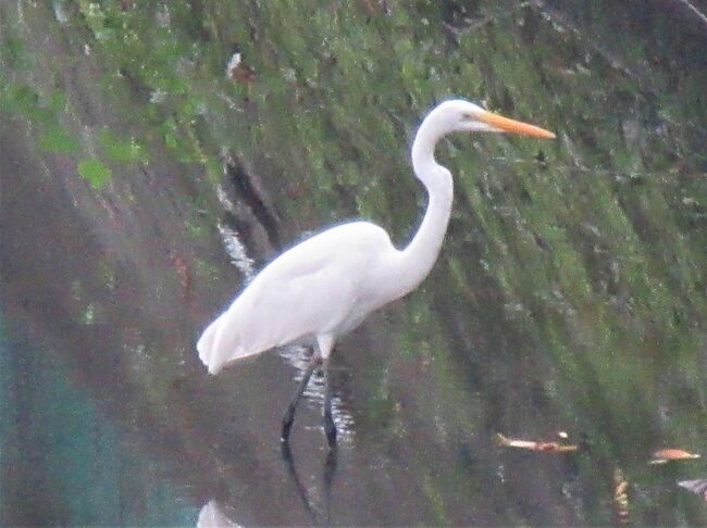 野鳥と花を見たくて、埼玉県越谷市の西端にある県民健康福祉村を散策しました。バーダーの先客は「午前中にカワセミを見た」と言っていましたが、会えませんでした。<br />でも、いつも見るカワウの他に、コサギを見ることができました (^o^)V<br />さらに、伝右川ではダイサギに会えました ＼(^o^)／<br /><br />【参考】Google画像検索（googleレンズ）、Wikipedia