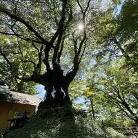 [信州ひとり旅 その③] 美しい自然溢れる軽井沢で、絶景と贅沢グルメ