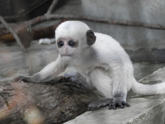 ２０２２年９月　北海道列車の旅　その４　旭山動物園