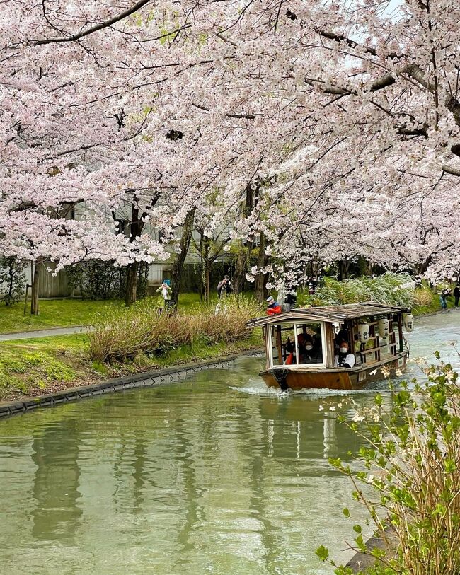 毎年、繁忙期が終わった1月中旬から2月は有休消化も兼ねてご褒美旅行に行っていました。<br />コロナも落ち着いて来た2022年は氷見の寒鰤が食べたくて北陸に決定！<br />ついでに北陸や関西の友達にも会いに行く事に。<br /><br />初めは2月後半に予定していたものに、年末から急激にオミクロン株が蔓延してしまったので1月に予定していた沖縄と共に延期を強いられてしまいました(T_T)<br />白川郷のライトアップ予約してたのに～(泣)<br /><br />とは言え、有給は4月上旬までに消化しないと無くなってしまうので、消滅ギリギリの3月下旬から行く事に。<br />幸いまん防も解除され、3回目のワクチン接種も済ませたので感染対策を万全に行って参りました！<br /><br />久し振りの一人旅。<br />でも、ほぼ毎日誰かと一緒(笑)<br />25年以上会っていない友達や初めましてのトラベラーさん、つい数週間前も一緒だったるなさんも(≧∀≦)<br /><br />北陸ではまだ蕾だった桜も関西では満開！<br />後半は桜巡りの旅となりました。