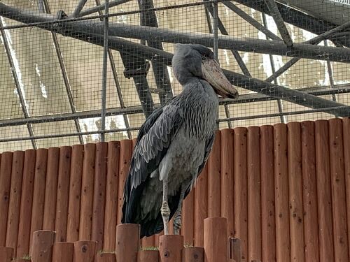 夫婦の夏休み！ハシビロコウのふたばちゃんに会いに掛川花鳥園へ！ここ