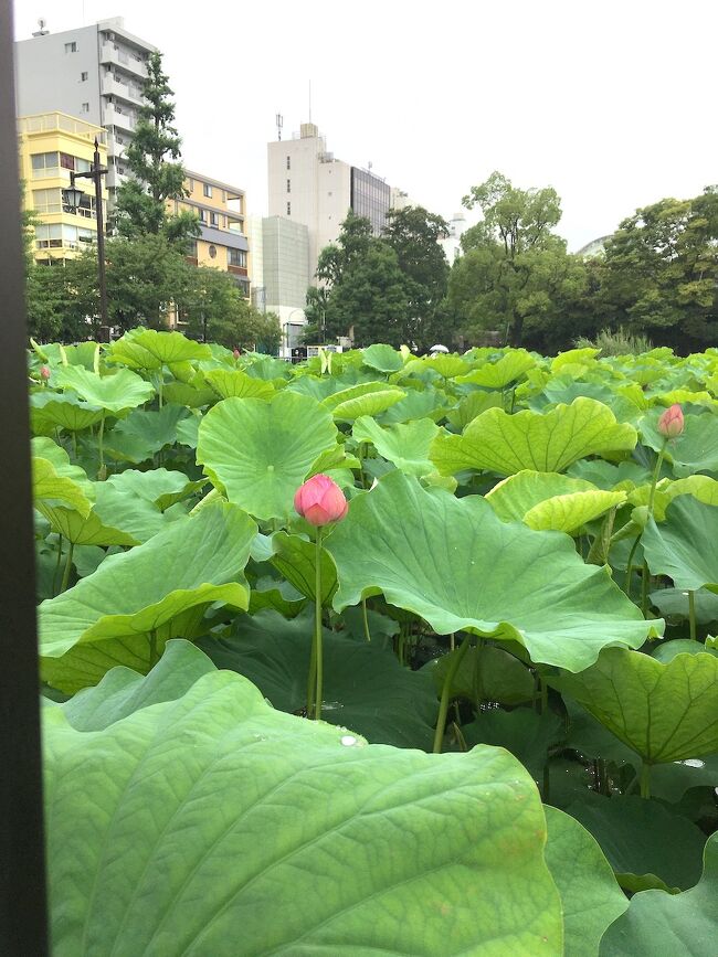 街歩きの友人たちと、久しぶりにオフラインで会いました。<br />オンラインでは月1で会っていましたが、直に会うのは1年ぶりです。<br /><br />1年前はリスクを考えて、蓮を見たあと、すぐ解散していました。<br />今回も会食は避けましたが、蓮見会のあと少しだけ周辺を歩きました。<br />