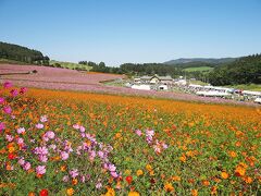 太陽の丘えんがる公園　虹のひろばコスモス園