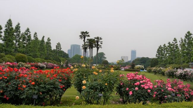 大阪のおばちゃん、東京の公園デビュー！　　その三　明治神宮から新宿御苑へ