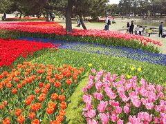 海の中道海浜公園で絶景花めぐり