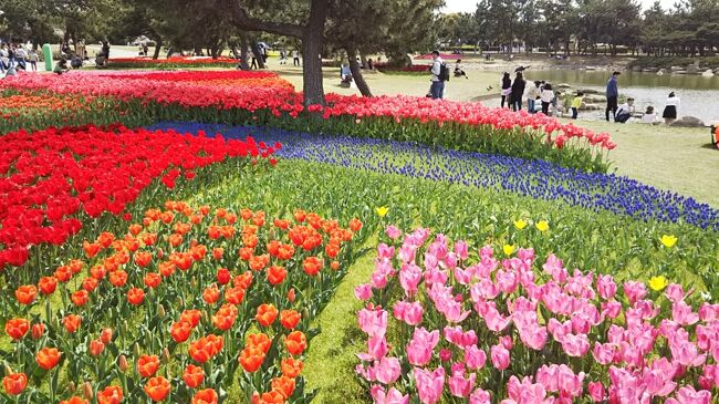 3月下旬、花を目的に、電車で海の中道海浜公園を訪れました。<br />桜、ルピナス、アイスランドポピー、チューリップ、ネモフィラ、菜の花…。色鮮やかな花をたくさん見ることができました。<br />海の中道駅口から入り、花を見てまわり、西口から出て、海の中道海浜公園滞在時間はランチ時間25分を含めて2時間15分でした。