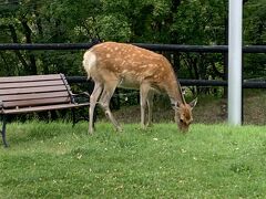 孫と旅する北海道　　③旭川　旭山動物園～層雲峡～流星の滝・銀河の滝～兵村記念館～旭川神社へ