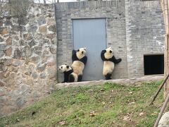 2019年1月　中国（成都・麗江）旅行③  成都パンダに餌やり、パンダボランティア編