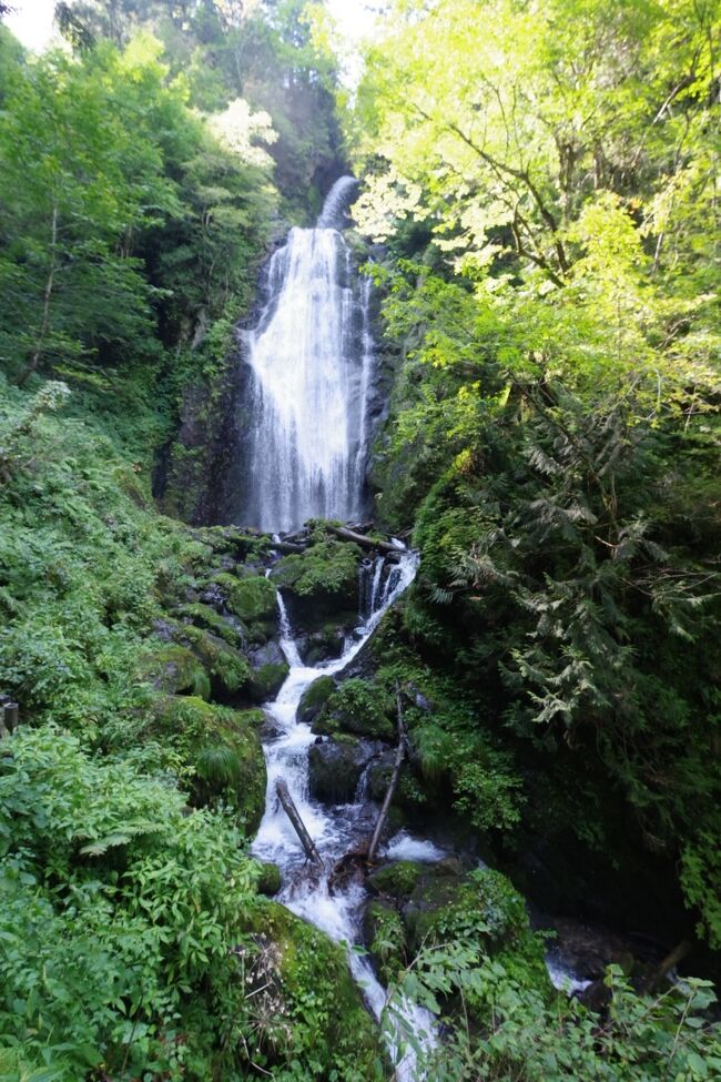 ※写真は名瀑、回顧(みかえり)の滝<br />抱返(だきかえ)り渓谷<br />抱き返り神社付近から滝まで早歩きで往復50分ほど、名前の由来はかつての渓谷に沿った道幅が狭くすれ違うときが抱き返り状態にならないと通れないため・・との添乗員さん(以下Mさん)の説明でした<br /><br />2泊3日の最終日、本日も快晴で絶景を堪能<br /><br />バスの運転手と話したMさん<br />今回はバスガイドなしで「世知辛い世の中になった」と、従来はバスガイドがいて、食事は運転手とバスガイドが一緒にとり、バスガイドが給茶などのお世話をするのだとか<br /><br />トラピクスで予約していた、礼文島など2件は催行中止になりました<br />以下の催行確定の2件予定しています<br />・黒四ダムの放水<br />・ミステリツアー(小樽:写真に小樽の映像あり)<br />