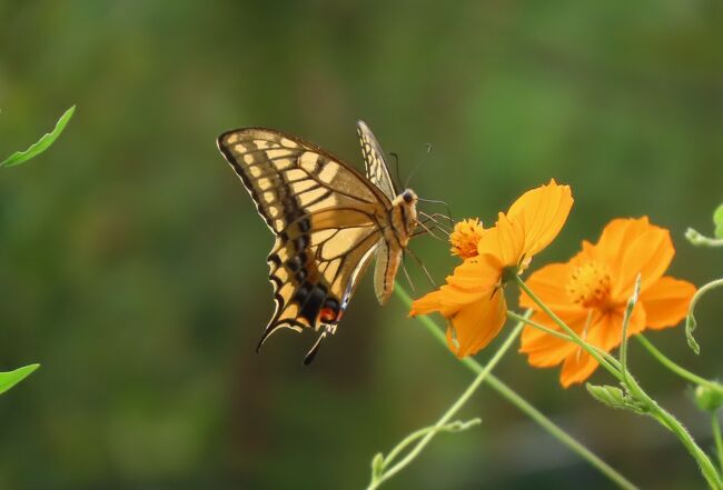 9月17日、午前11時過ぎに川越市の森のさんぽ道へ行きました。　この日の天気は曇りのち晴れで気温は31℃でやや蒸し暑かったです。　この日の目的は台風14号が来る前にニラの花やキバナコスモスの花に来る蝶を纏めたかったことと樹液に来る蝶を纏めることでした。　ニラの花には相変わらずミドリヒョウモンやキタテハ、イチモンジセセリ、モンシロチョウ等が見られました。キバナコスモスの花にはキアゲハやミドリヒョウモンが見られました。樹液に集まる蝶としてはルリタテハやヒカゲチョウが見られました。その他としてはレジャー農園でウラナミシジミ、ベニシジミ、ヤマトシジミ等が見られ，その他の雑草地帯ではツバメシジミ、ダイミョウセセリ、キチョウ、コミスジ、アカボシゴマダラが見られました。全部で16種類見られました。<br />ここでは、キアゲハ、ナミアゲハ、ミドリヒョウモンについて纏めました。<br /><br />*写真はキバナコスモスの花に留まっているキアゲハ