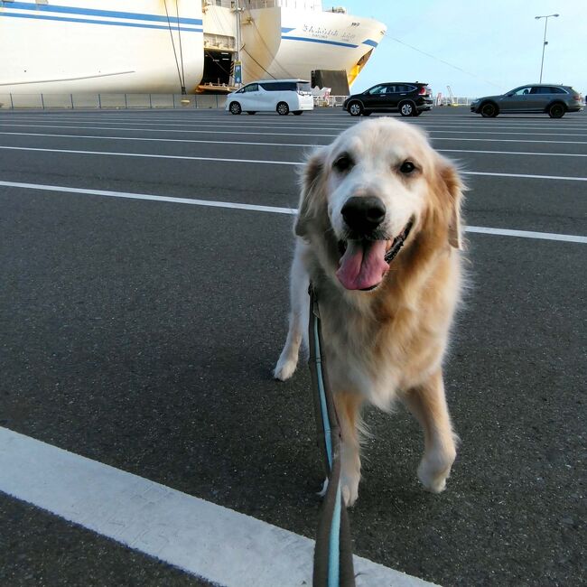 三井商船フェリーにゴールデンレトリバーを連れて北海道へ渡った。<br />大型犬がフェリーを使う場合の留意点と札幌から道東の弟子屈までのドライブ情報<br />