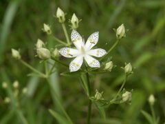 　伊吹山の麓で秋の野草散策