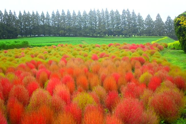 暑い夏が去り、彼岸花の咲く季節になりました。<br />前々から３連休のどこかで彼岸花の写真を撮りに行こうと思っていましたが、まさかの台風到来。<br /><br />それでも辛うじて、連休初日の午前中早い時間ならまだ間に合いそう！という事で出かけてきました。<br /><br />『台風が来っど、急げ！！』<br /><br /><br />