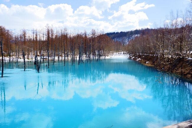 ４月中旬に青い池を見に行きたいという思いから美瑛へ。<br />水面は氷が少し張ってましたが、ほぼ表面は水で水面がとても美しくて感動しました。<br />雪も積もっていて冬の景色も楽しめました。