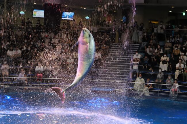 駅にとても近いマクセルアクアパークです。年齢とわず楽しめます。熱帯のサンゴ礁にいる魚やエビ、カラフルな魚の数々やクラゲのコーナーは照明が工夫されていていて、幻想的です。巨大な水槽には大型のサメ、エイなどの魚、そして群れをなすイワシの群れを見ることもできます。あと、ペンギン、カワウソなどもいます。そんた両生類もいます。おもしろいところでは、子供たちも、好きなチンアナゴもいます。なんといっても、イルカのショウは1日に数回あります。とてもイルカのジャンプやインストラクターがイルカと一緒に泳ぐのもすごいです。他では見られない趣向もあります。ここでゆっくりして、館内をもう一度見たいところに行くのもよいでしょう。これは使うとよいのが再入場ができるのはよいです。近くのお店で昼食やお茶をしてきて、再入場<br />すればよいのでよいです。全国にもいろいろと工夫している水族館があるので、水族館めぐりもよいのではないでしょうか。