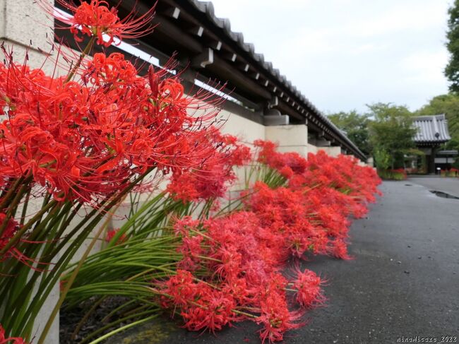 太田市の「常楽寺」へ、彼岸花を見に行きました。前回（9月13日）は、花芽が出揃って少し咲き始め、でしたが、丁度一週間後のこの日は、境内全体が満開で赤い花に覆われていました。<br /><br />台風14号が通過した後で、倒れている花もありましたが、思っていた以上に綺麗に咲き続けていました。白い彼岸花は、早く咲いて早く枯れると思っていましたが、この日は”白”も綺麗に咲き続けていて、赤白ともに十分に楽しむことができました。