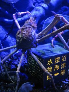 2022初秋09　暮らすように過ごす（沼津港深海水族館）