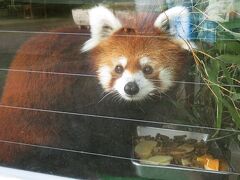 暑さでダレダレ～大にゃんこは休憩中【甲府市遊亀公園附属動物園 2020/08/07】