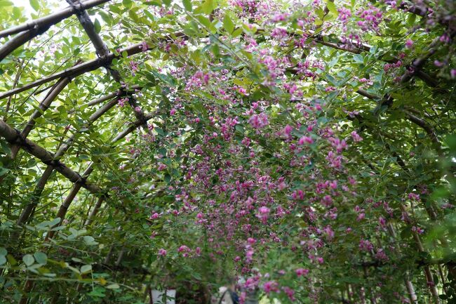 お彼岸ですかね？また三連休らしいんやけど、台風がいらっしゃると。んで、朝目が覚めますと雨音ですな。今日はどうしようかな？<br /><br />と、二度寝から目を覚ましますと、何とか持ちそう。んじゃ、出かけましょ。んでも、天候不安やし、駅に用事もあるし、ケッタマシンは自重して東武線かな。東向島へ。