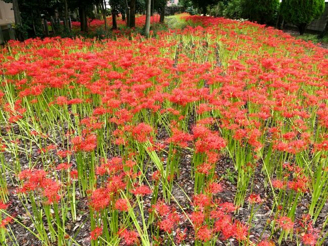 太田市の「正法寺」へ、彼岸花を見に行きました。この日は、台風14号が接近通過した直後で、雨や風の影響を心配しましたが、かなり綺麗な状態で見頃が続いていました。ただ、天候には恵まれませんでした。<br /><br />旅行記作成に際しては、境内の説明板、太田市のホームページ、群馬県の歴史観光見所紹介サイト、等を参考にしました。