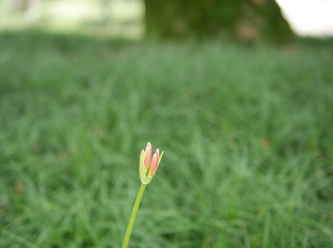 近場の散歩です。（枚方市民の森から松花堂）