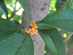 1株だけ開花が見られる金木犀