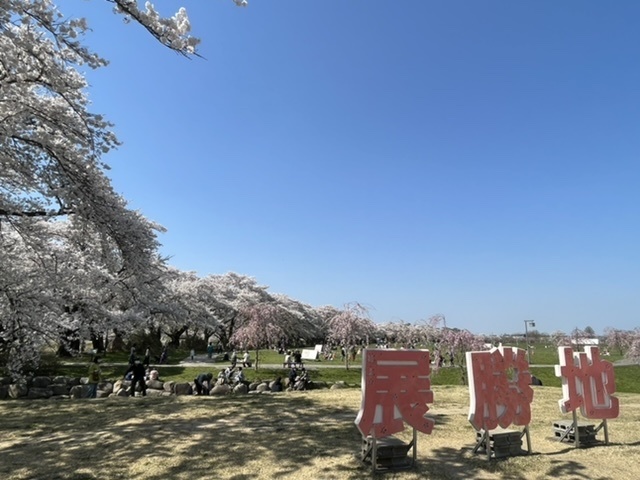 桜を追う旅行のはずが微妙にズレてるので、真っ盛りのはずのところまで急遽戻ります。つらたん。。