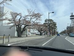 2022東北の桜を追う（完結編）