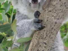 動物慰霊祭と国際レッサーパンダデーの埼玉こども動物自然公園（前編）なんとかコアラ全員とお散歩ナマモノやクオッカじっくり～展示練習中の子キリン