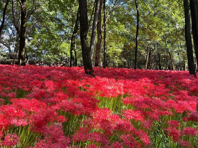 満開です！500万本の曼珠沙華