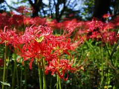 野川公園　都内の彼岸花の名所へ