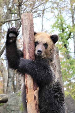 登別温泉でまったり秋旅①　クマ牧場と地獄谷