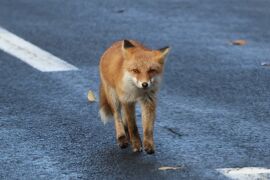 登別温泉でまったり秋旅②　洞爺湖・北黄金貝塚・室蘭は白鳥大橋・地球岬・トッカリショ展望台