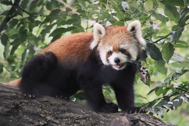 この９月の３日連休も遠出するのはやめ、どうせなら地元の埼玉こども動物自然公園（略して「埼玉ズー」）で、国際レッサーパンダデーがある月ということでレッサーパンダがテーマとなったZOOミーティングに参加したいと思いました。<br />ところが、台風の直撃は免れたものの、その影響であいにくの雨予報。<br />雨は雨での楽しみがあるとはいえ、月イチの表敬訪問は全部ではないけど先週すませたばかりだし、ZOOミーティングの内容は、のちほどYoutubeにアップされるのを見ることができます。<br />なので、行こうか行くまいか迷ったのですが、やはりレッサーパンダがテーマのときくらい、リアルタイムでZOOミーティングに参加したいと覆って、ZOOミーティングだけでもいいから再訪することにしました。<br /><br />とはいえ、行ったら行ったで、ZOOミーティングだけでいい、なんてことのならないとはわかっていました。<br />それにコアラたちなら、屋外なので、観覧中に雨は大きな障害にはなりません。<br />なので、少なくともコアラたちが目覚めている可能性が高いユーカリ交換時には間に合うように向かいました。<br />コアラを観覧している間に雨足は強まり、雷雨になったので、戻る途中にあるカピバラ・ワラビー広場へは寄るようにしたものの、クオッカたちは見に行くのはあきらめました。<br />後日、公式フェースブックで、この日、雨の中でも元気よく外を飛び回っているクオッカの画像を見て、惜しいことをしたと思いましたが、靴の中は濡れて、クオッカ・アイランドには雨をしのげるところはないことは知っていたので、心がくじけてしまっても仕方がないと思いました（苦笑）。<br />自分が多少濡れるのはともかく、水滴が入ってカメラが故障するのはやっぱりイヤですから。<br />それでもカピバラ・ワラビー広場へは寄ったわけですが、雨の中でも平然とごはんを食べているワラビーたちの姿にほっこりしました。<br />一方で、水辺に暮らし、水の中で過ごすことも多いカピバラたちの方は、雨はいやなのか、みんな屋根の下に避難していたのは、なんだか笑えました。<br /><br />ZOOミーティング後は、雨がやんだので、久しぶりに屋外レッサーパンダにも会うことができました。<br />雨にぬれたプレーリードッグなども動物も、雨上がりでは見られない姿で、それはそれで可愛かったです。<br />今回は久しぶりに屋外でレッサーパンダのハナビちゃんに会えたので、歩き回る範囲をあまり広げず、レッサーパンダのところでなるべくゆっくり過ごすようにしました。<br />ちょうどZOOミーティングで解説をしていた飼育員さんにも会えて、ちょっとお話もできました。<br />というわけで、表紙はハナビちゃんの写真にしました。<br /><br />ちなみに、今回けっこう時間をかけたコアラ撮影で失敗したなと反省しているのは、ISO感度を上げすぎたことです。<br />雨の日で空いていて女子コアラを写す時に立ち位置を比較的自由に調整しやすかったものの、ガラス越しの被写体のコアラに対してななめになってしまうと、コアラたちがどうしてもソフトフィルターがかかったようにしか撮れません。<br />しかも、雨の日だったからか思ったより暗かったので、思った以上に手ぶれや被写体ぶれがしやすかったです。<br />なので、ISO感度を上げてみたわけです。<br />その結果、手ぶれや被写体ぶれの頻度はたしかに減りましたが、思った以上に画質が落ちていました。<br />ISO感度を上げたままであっても、男子コアラやシマオイワワラビー、カメたちなどは、屋外あるいは屋外になるから室内よりは暗くなく、ガラス越しではなく直接撮影できるからか、さほど画質は落ちていませんでした。<br />もっとも、たとえば「リリーちゃんがただもくもく食べているだけ」というシーンをたくさん撮ったため、似たような写真の量産になっていたので、それを延々と旅行記にアップするのは不向きで、静止画でなければ撮れない表情を１人楽しむには十分でした。<br />しかし、次回からは、やはりISO感度を上げすぎないようにしたいと思いました。<br />後から写真をチェックした時に、手ぶれや被写体ぶれせず、輪郭がちゃんと撮れていると思った写真が多いわりには、画質にがっかりするというのは切なかったものですから。<br /><br />埼玉こども動物自然公園の公式サイト<br />http://www.parks.or.jp/sczoo/<br /><br />＜タイムメモ＞<br />10:05　車で家を出る<br />10:40　第１駐車場に到着<br />10:45　年パスで埼玉こども動物自然公園に入園（開園09:30）<br />（案内所でZooミーティングの整理券をもらう）<br />10:50　東園へ<br />10:55-12:30　コアラ舎<br />（11:25頃からやっと女子コアラに動きあり）<br />（11:30頃から雷雨）<br />12:40-12:45　カピバラ・ワラビー広場<br />（この頃から雨足が強まる）<br />12:50　森の教室でスタンバイ<br />13:00-14:10頃　Zooミーティング<br />（ミーティング後には雨が止んでいた）<br />14:25-14:40　もりカフェでホットサンド休憩<br />14:45-14:50　コツメカワウソ<br />（３姉妹はまだ寝ていてビジュは起きていた）<br />14:50-14:55　ぴょんぴょん村<br />14:55-15:05　なかよしコーナー<br />15:15-15:20　乳牛コーナー<br />15:20-16:15　レッサーパンダ<br />（屋外ハナビ・室内リュウ）<br />（実は第２屋外にリンが出ていた）<br />（合間にミーアキャット・プレーリリードッグ・フェネック）<br />16:15　シロフクロウ<br />16:15-16:30　エコハウチュー<br />（閉場16:30）<br />16:45-16:50　キリン売店でウィンドウショッピング<br />16:50　動物園を出る（閉園17:00）<br />17:10すぎ　駐車場を出発する<br />17:40　蔵の湯 鶴ヶ島に到着<br />（19:30～あかすりエステ40分コース）<br /><br />※これまでの動物旅行記の目次を作成済。随時更新中。<br />「動物／動物園と水族館の旅行記～レッサーパンダ大好き～　目次」<br />http://4travel.jp/travelogue/10744070