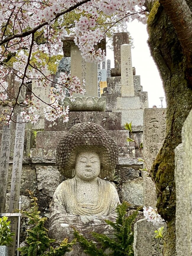 2022年　桜巡りの旅☆北陸～関西【9】しっとり京都の花めぐり～雨が降ったら花より団子？～