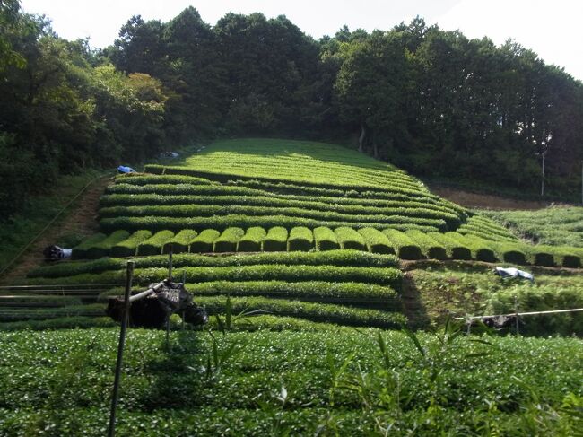 和束町を「わづか」と読むことも知らなかった。どこにあるかも知らなかった。TVで茶畑の風景を見て一目惚れ。即、計画を始めた。