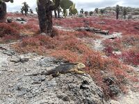 ガラパゴス個人旅行　女子二人旅